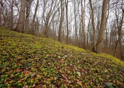 Winterlinge  Gelbe Pracht In Jena 2024 21